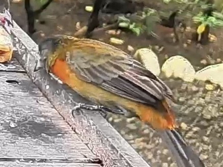 Passerini's tanager