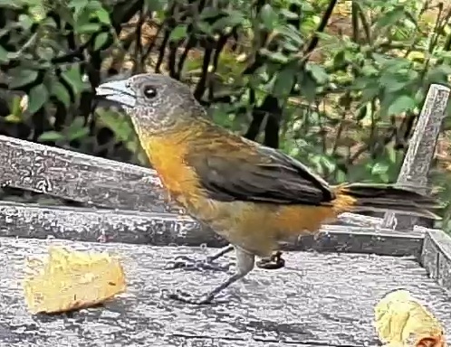 Passerini's tanager