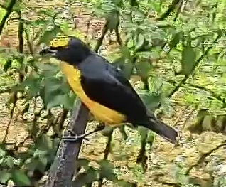 Thick-billed euphonia