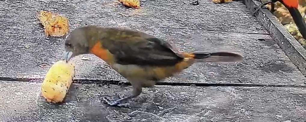 Passerini's tanager