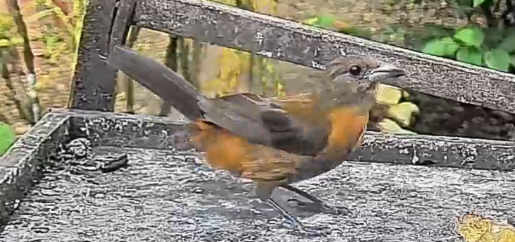 Passerini's tanager