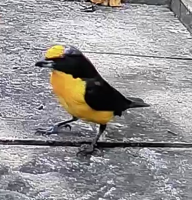 Thick-billed euphonia