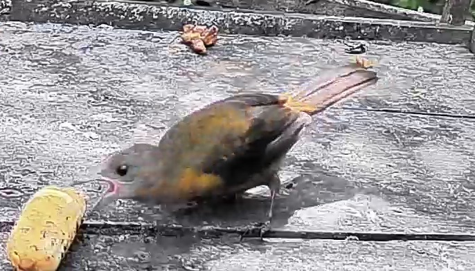 Passerini's tanager