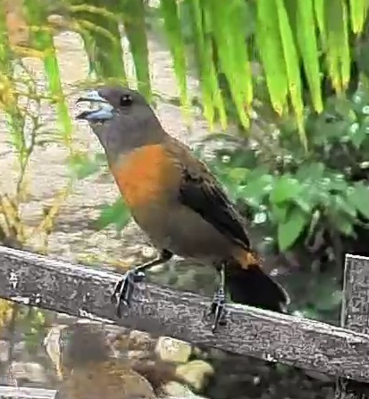 Passerini's tanager