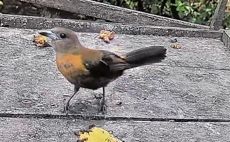 Passerini's tanager