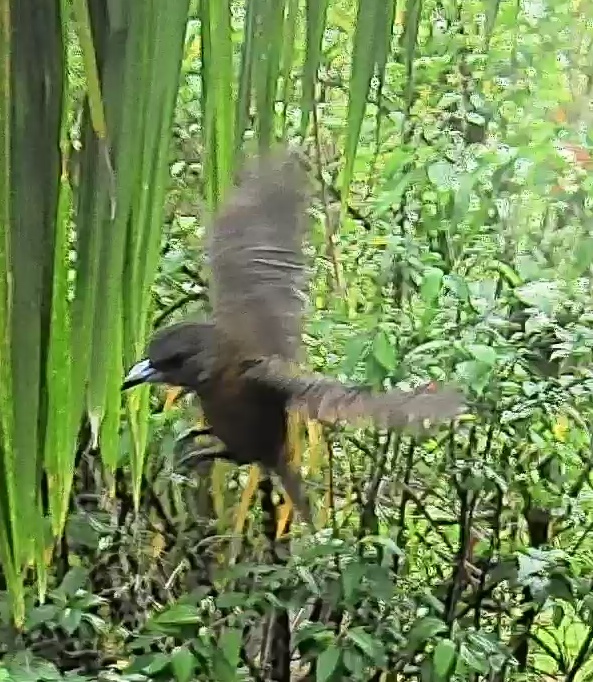 Passerini's tanager