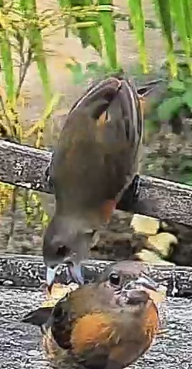 Passerini's tanager