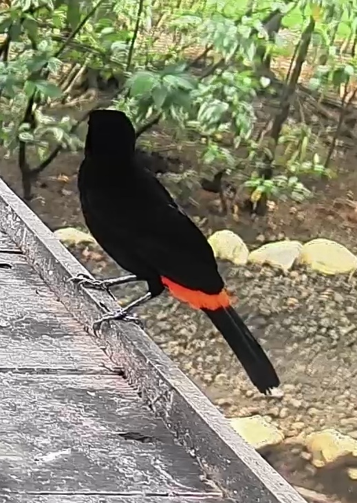 Passerini's tanager