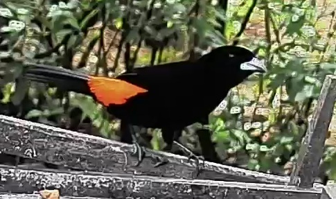 Flame-rumped Tanager