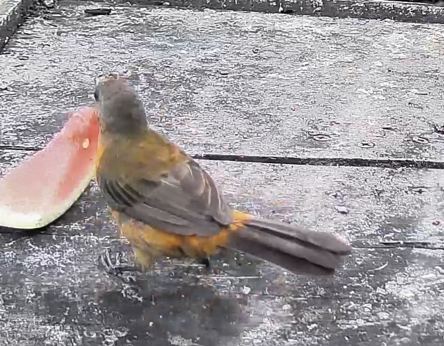 Passerini's tanager