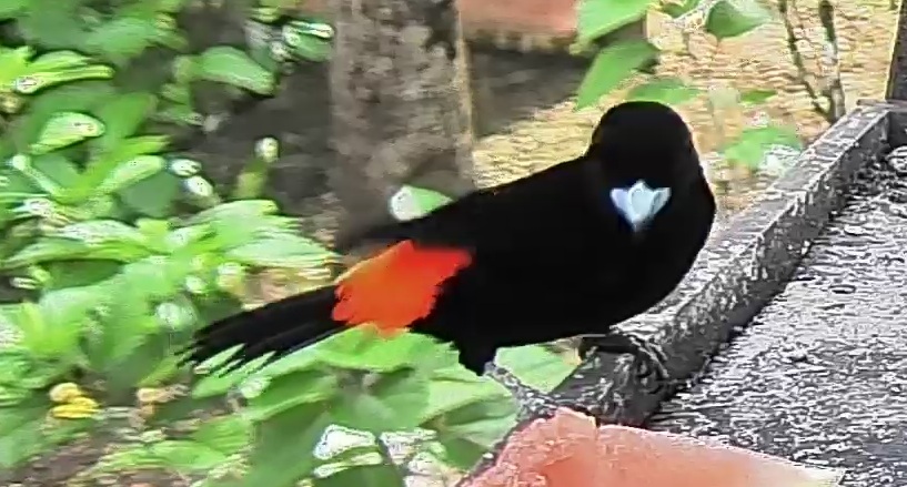 Passerini's tanager