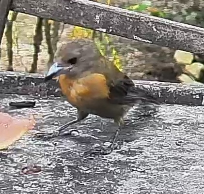 Passerini's tanager