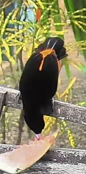Flame-rumped Tanager