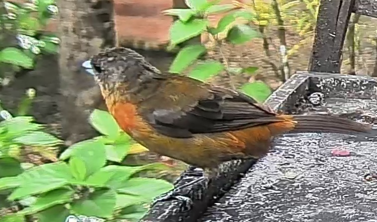 Passerini's tanager
