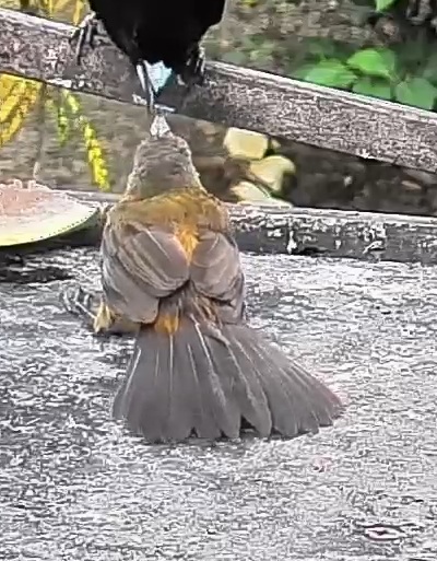 Passerini's tanager