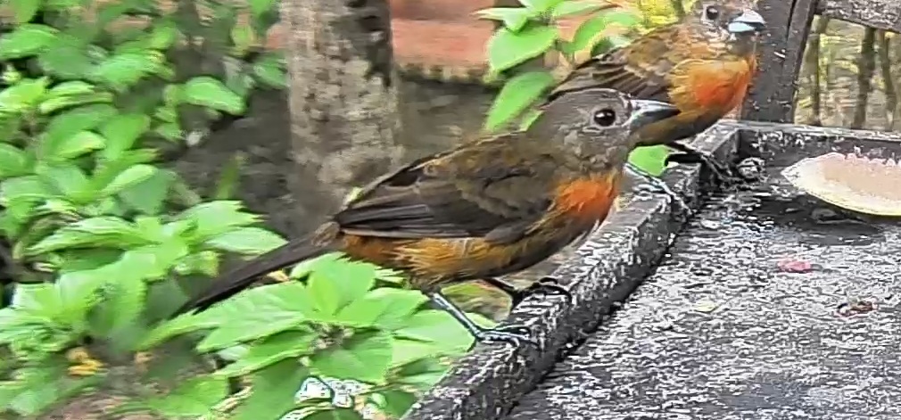 Passerini's tanager