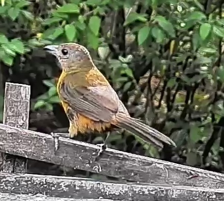 Passerini's tanager
