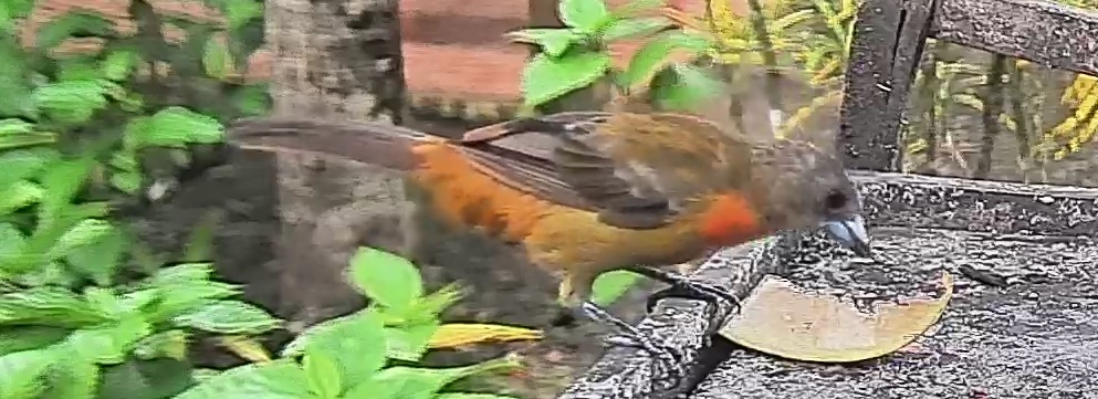 Passerini's tanager