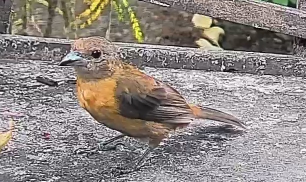 Passerini's tanager