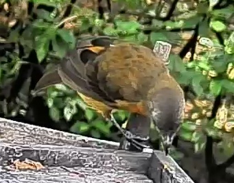 Passerini's tanager