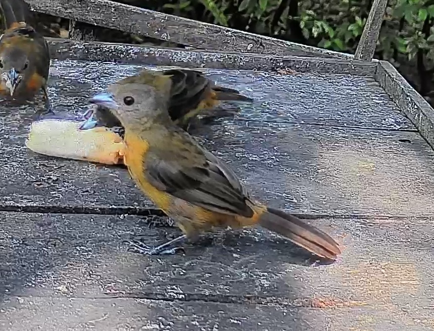 Passerini's tanager