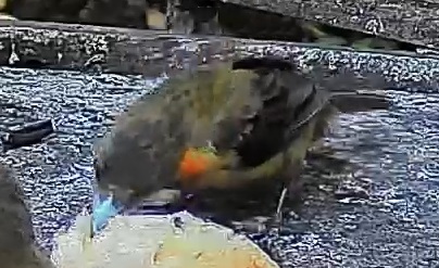 Passerini's tanager