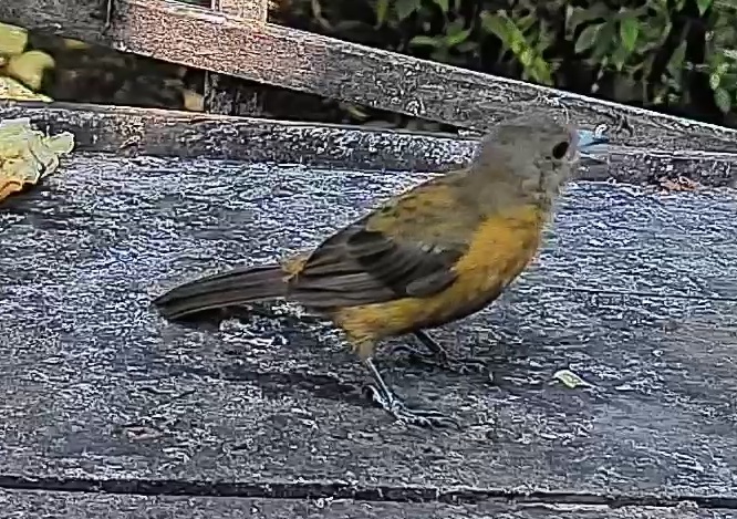 Passerini's tanager