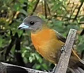 Passerini's tanager