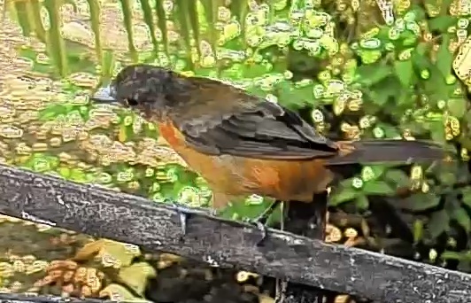 Flame-rumped Tanager