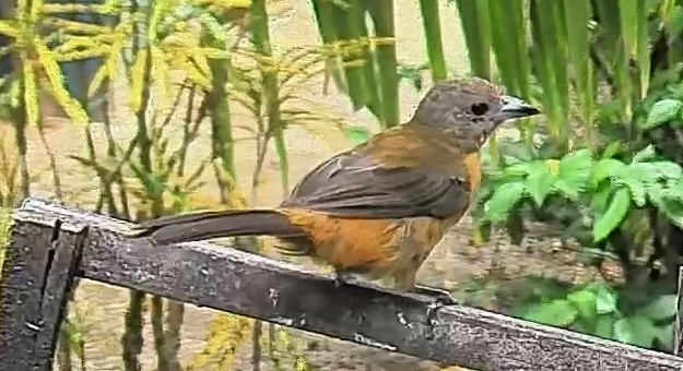 Passerini's tanager