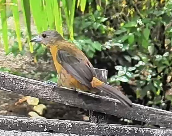 Passerini's tanager