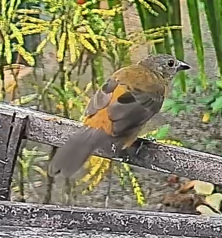 Passerini's tanager