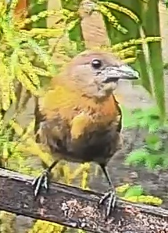 Passerini's tanager