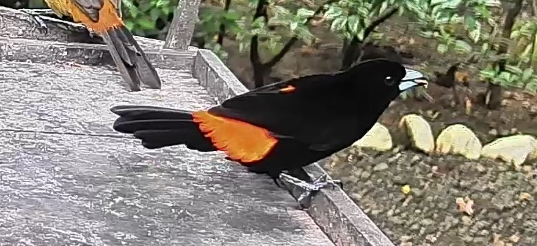 Flame-rumped Tanager