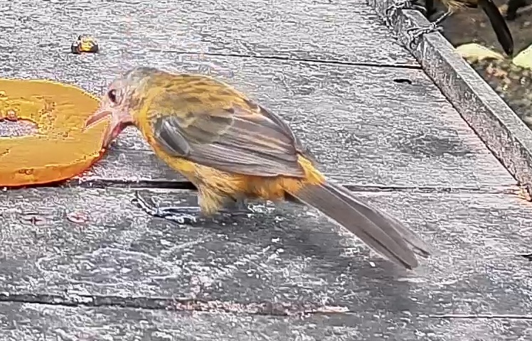 Passerini's tanager