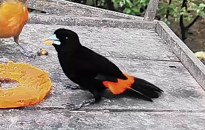 Flame-rumped Tanager