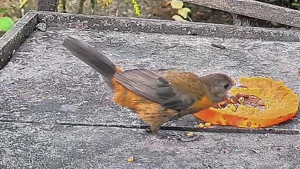 Passerini's tanager
