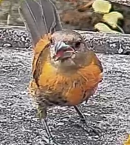Passerini's tanager
