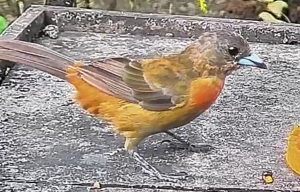 Passerini's tanager