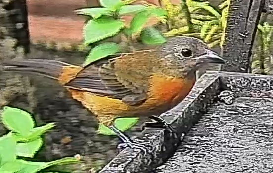 Passerini's tanager