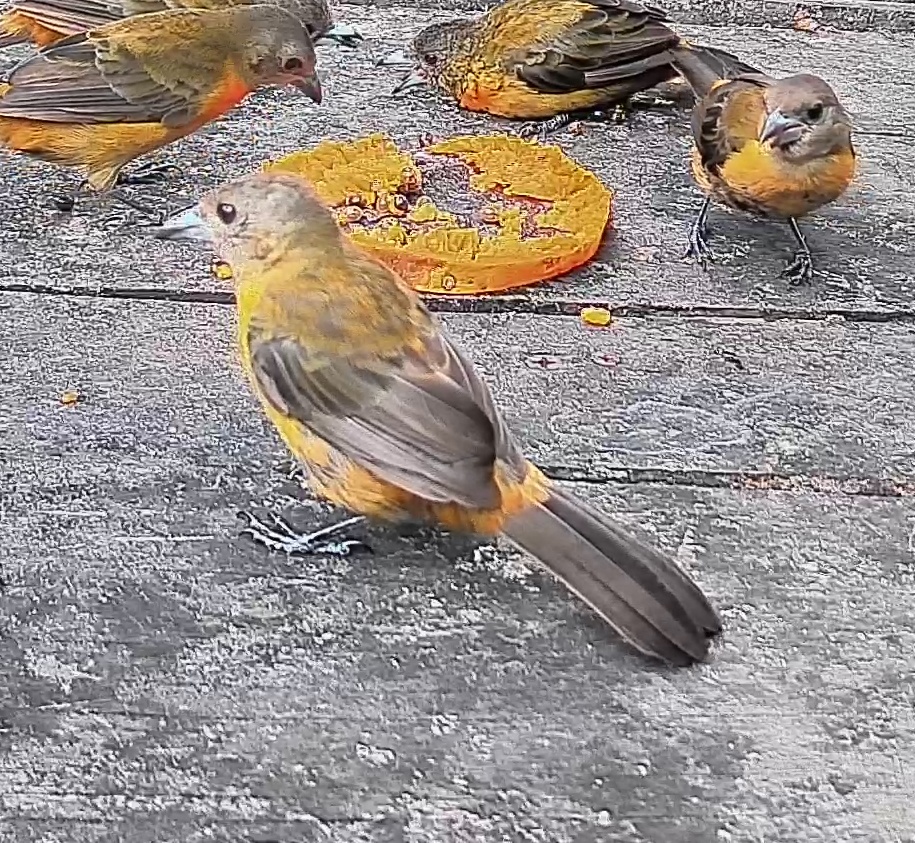Passerini's tanager