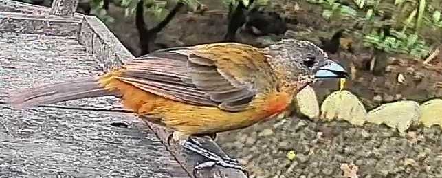 Passerini's tanager