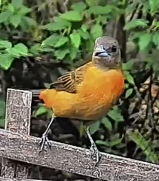 Flame-rumped Tanager