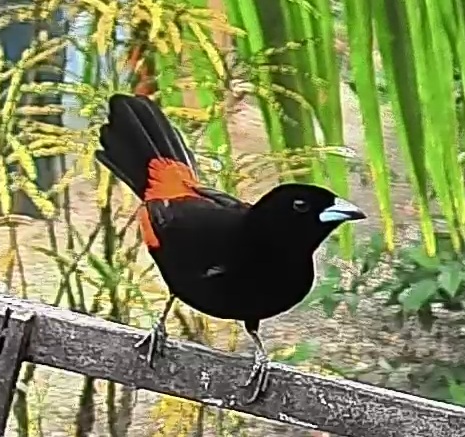 Flame-rumped Tanager