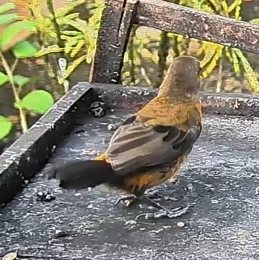 Passerini's tanager