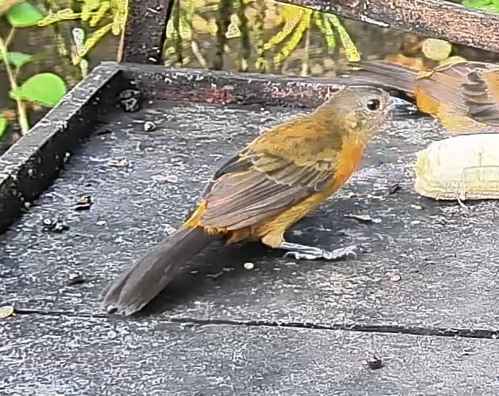 Passerini's tanager