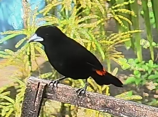 Flame-rumped Tanager