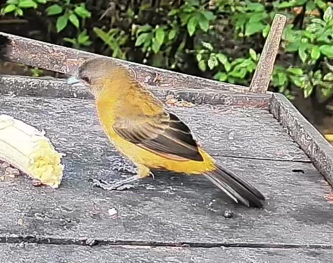 Flame-rumped Tanager