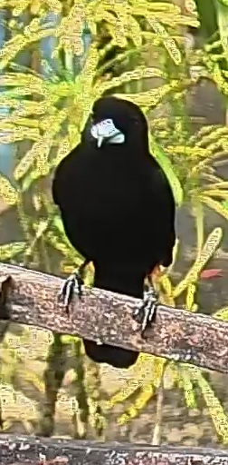 Flame-rumped Tanager