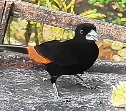 Flame-rumped Tanager